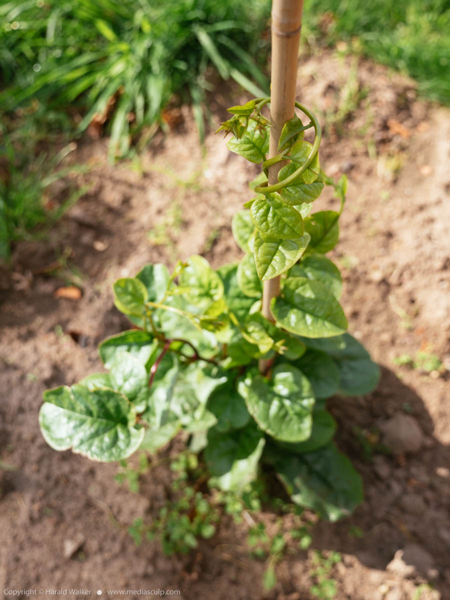 Stock photo of Malabar Spinach