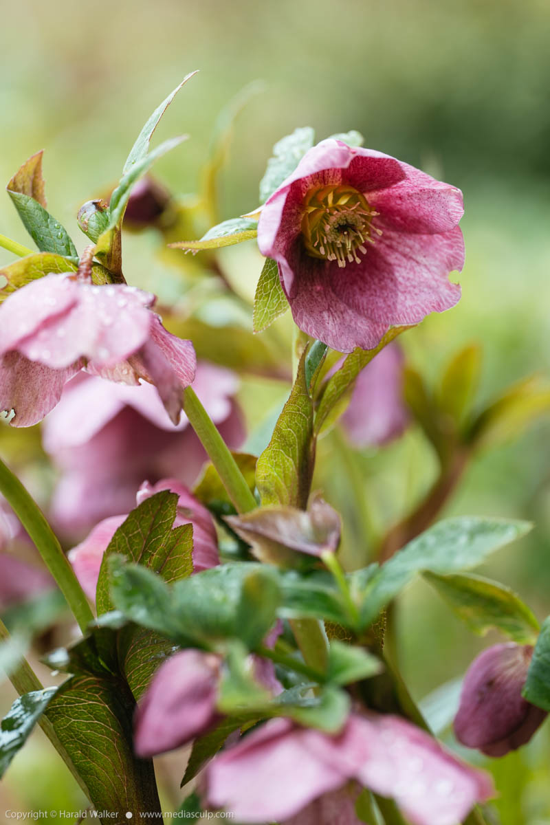 Stock photo of Hellebores blooming
