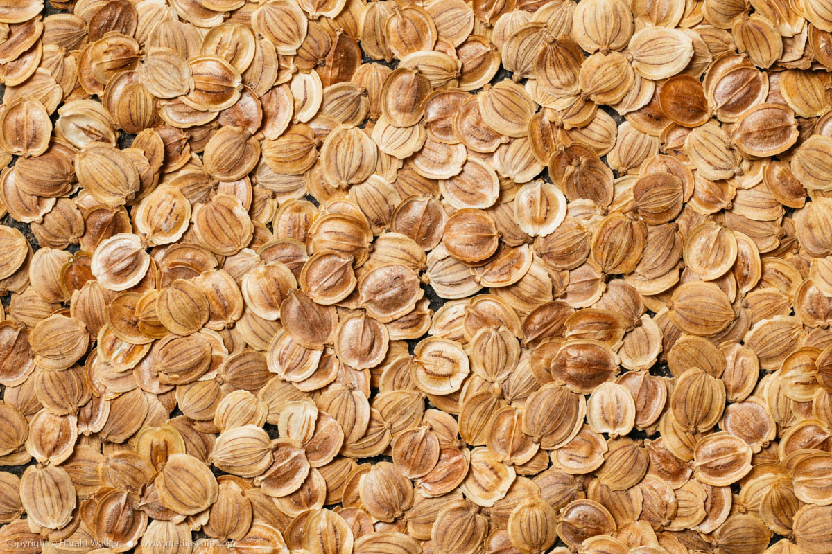 Stock photo of Parsnip seeds