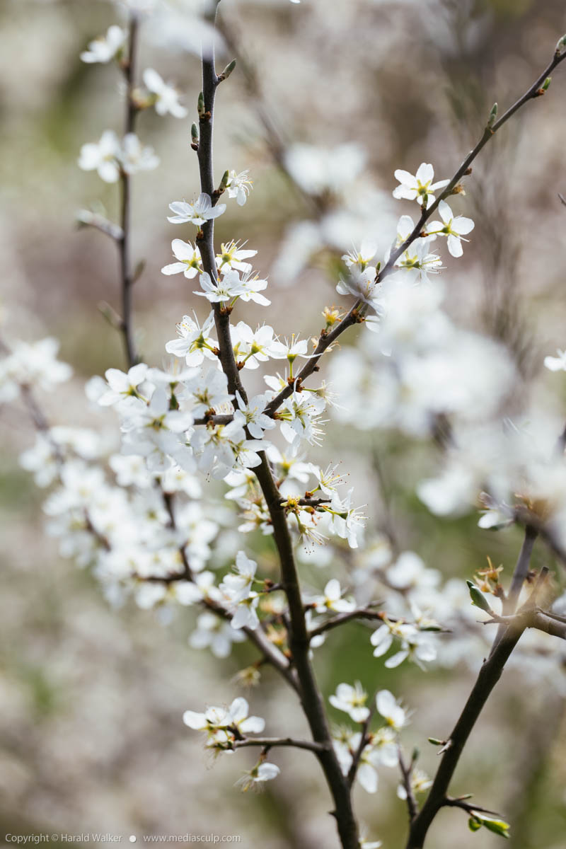 Stock photo of Blooming blackthorn