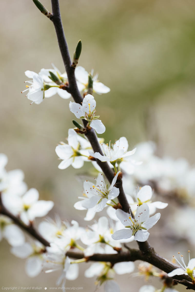 Stock photo of Blooming blackthorn