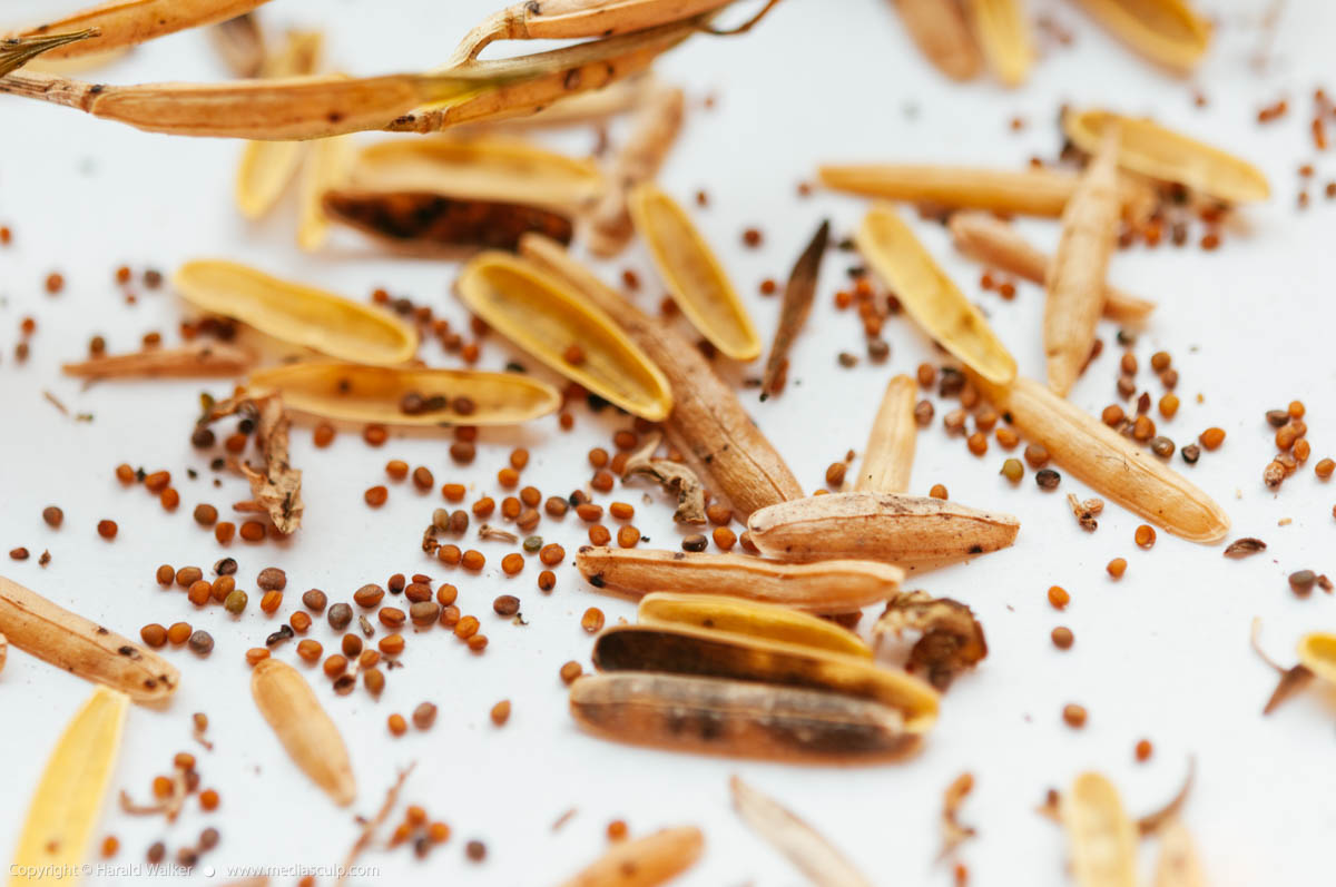 Stock photo of Arugula seeds