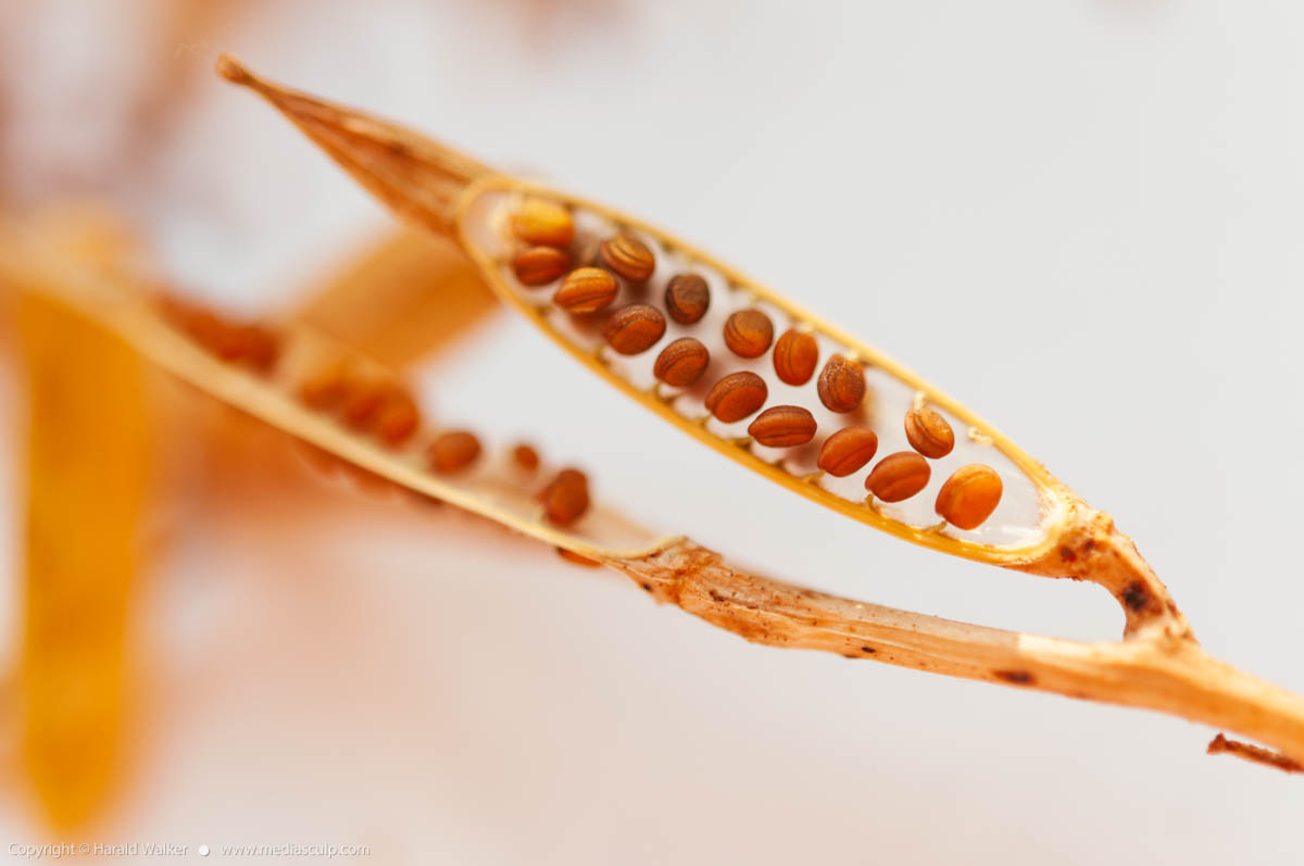 Stock photo of Arugula seed pods
