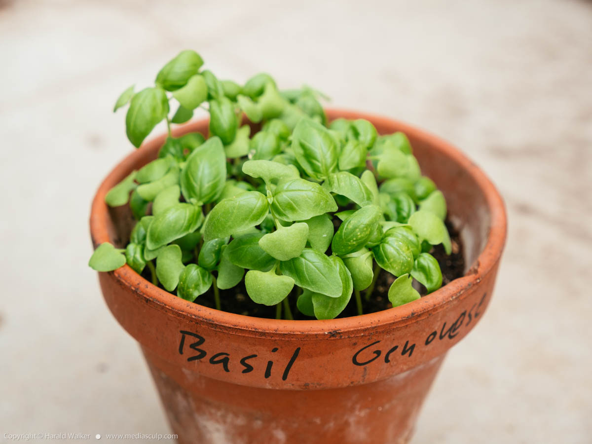 Stock photo of Genovese basil