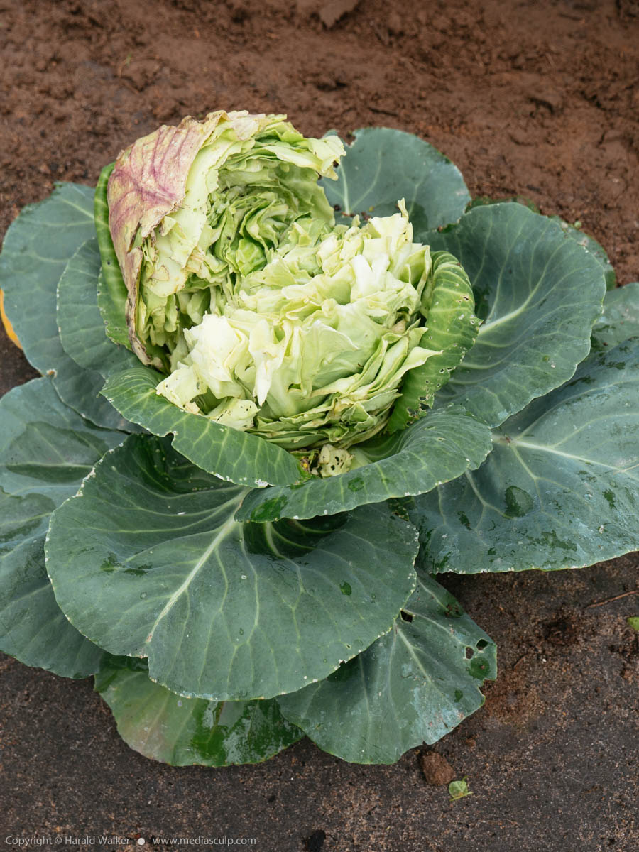 Stock photo of Split cabbage head