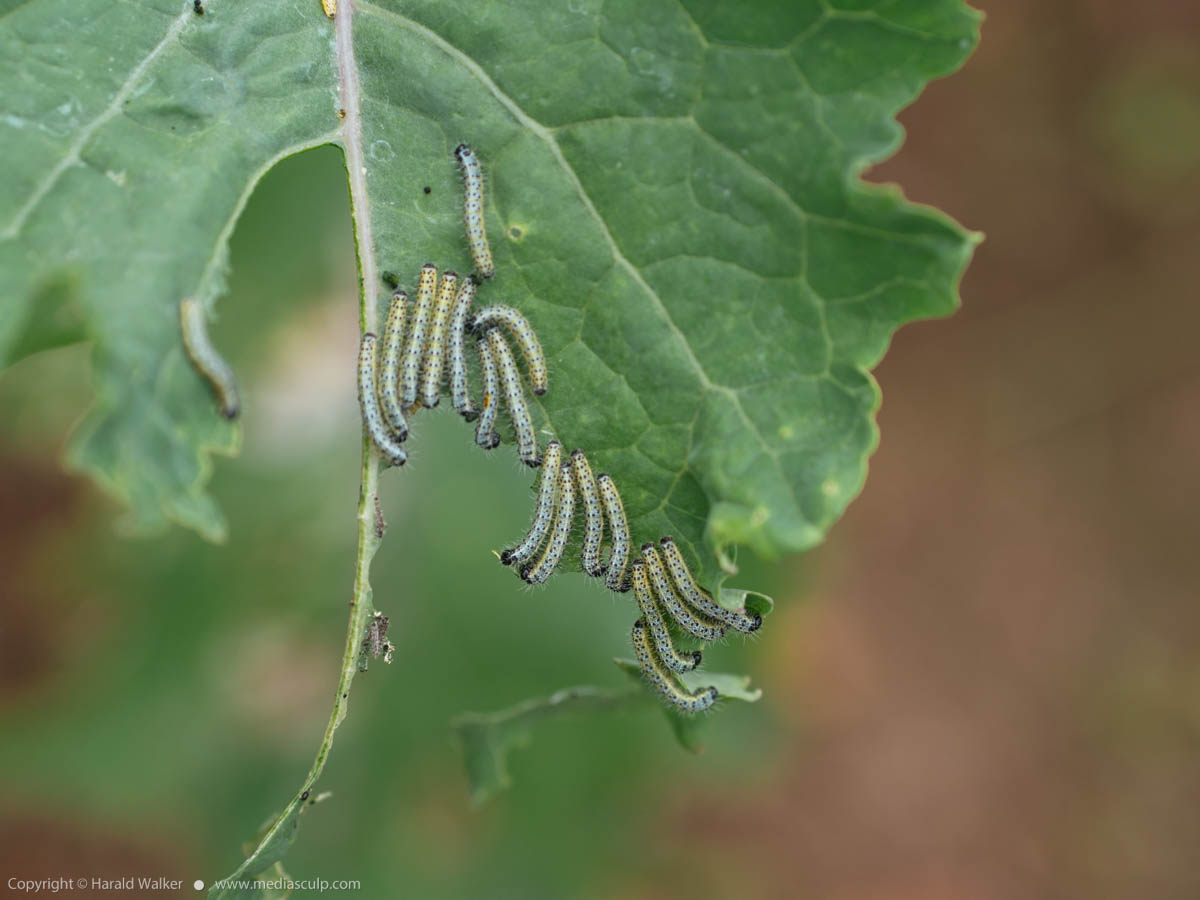 Stock photo of Cabbage White Caterpillars