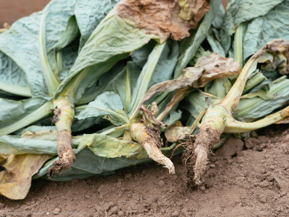 Stock photo of Savoy cabbages with vole damage