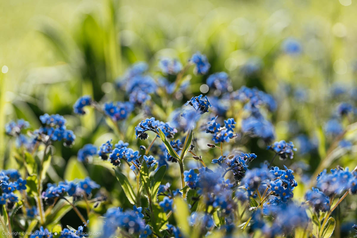 Stock photo of Forget-me-nots