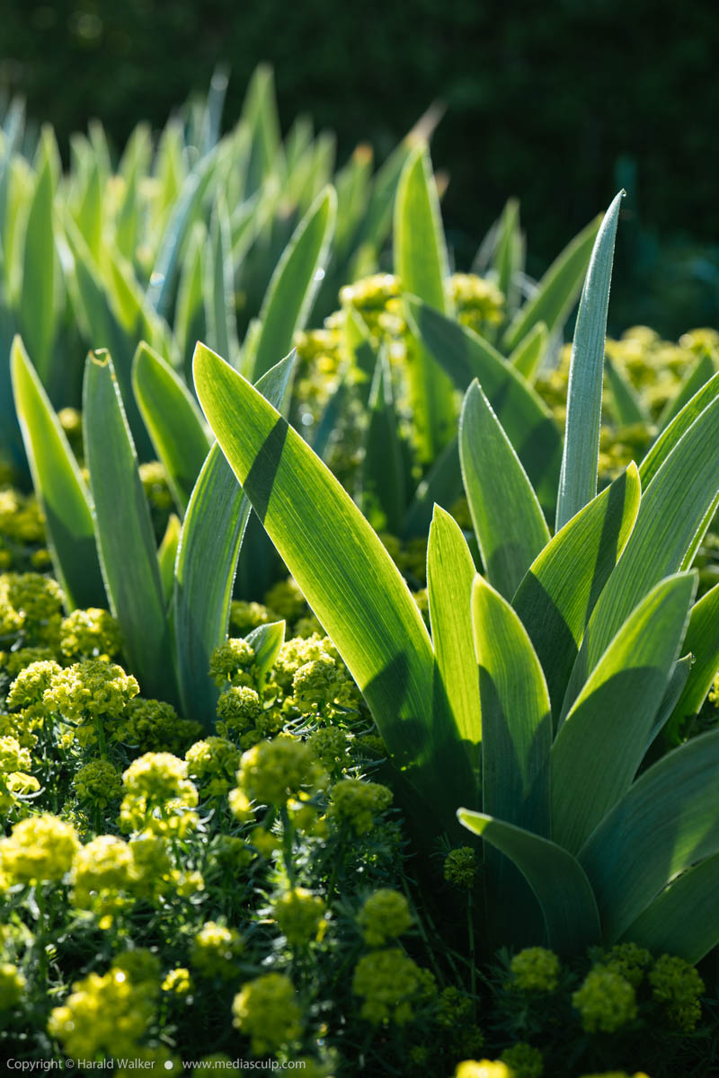 Stock photo of Iris and cypress spurge