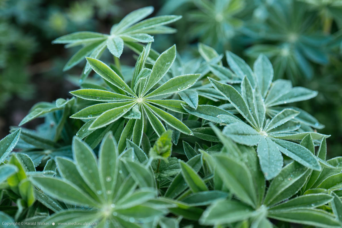 Stock photo of Lupin with morning dew