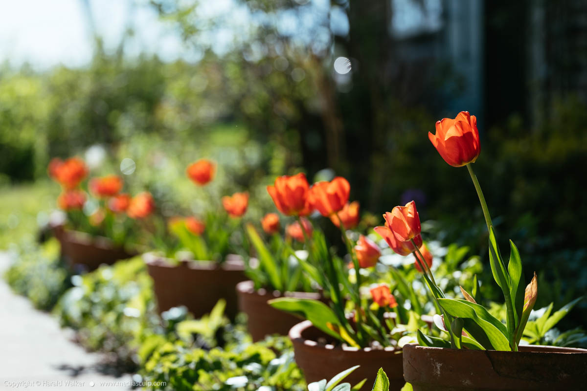Stock photo of Red tulips in a cottage garden