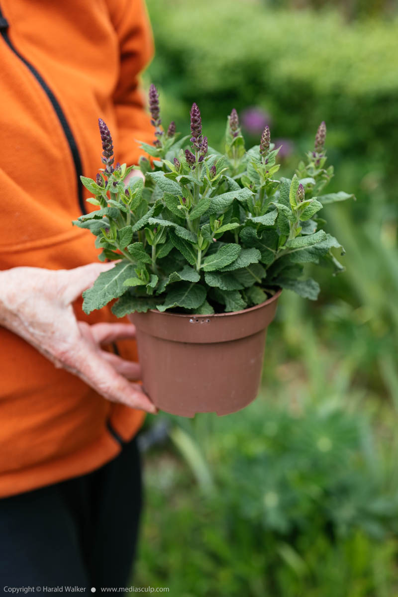 Stock photo of Salvia × superba plant