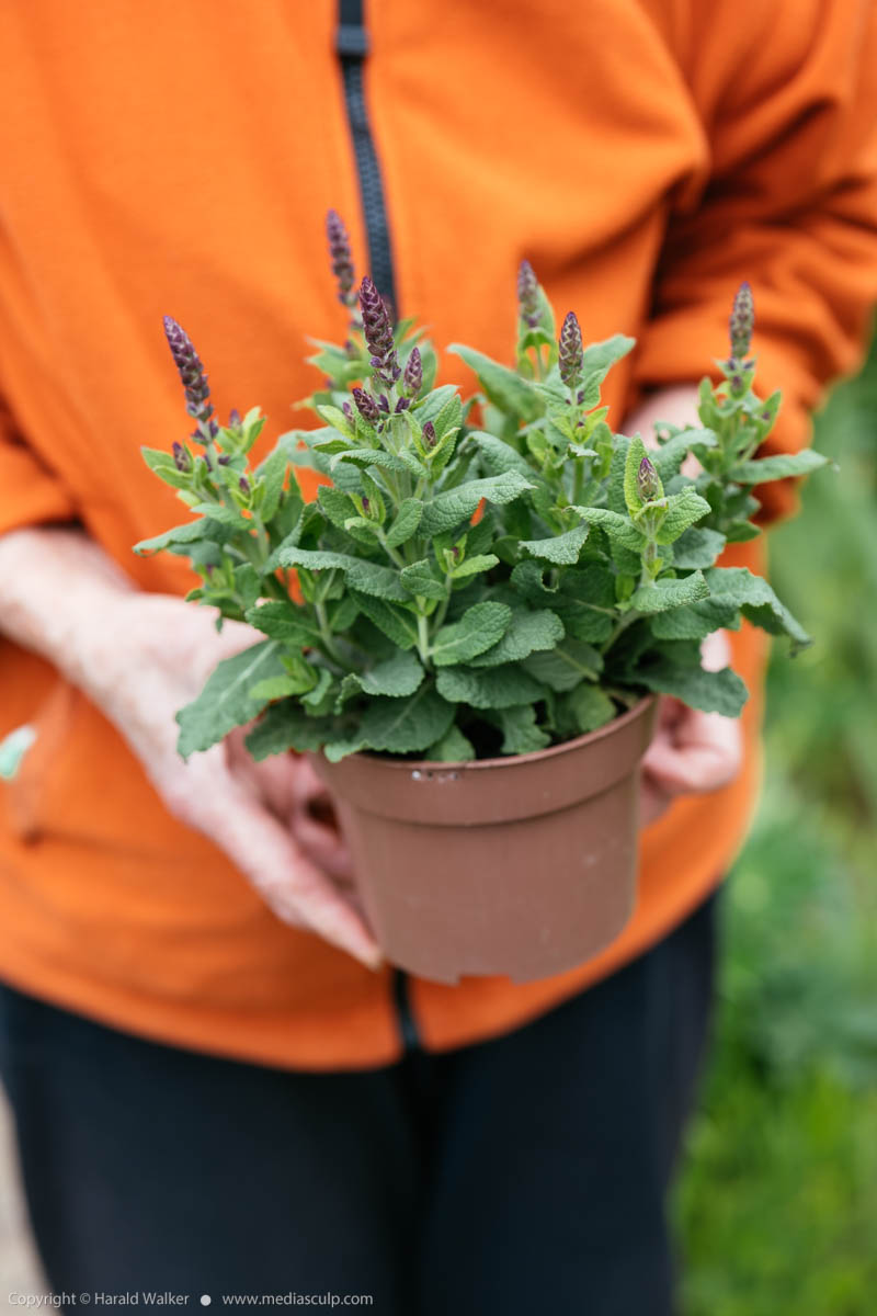Stock photo of Salvia × superba plant