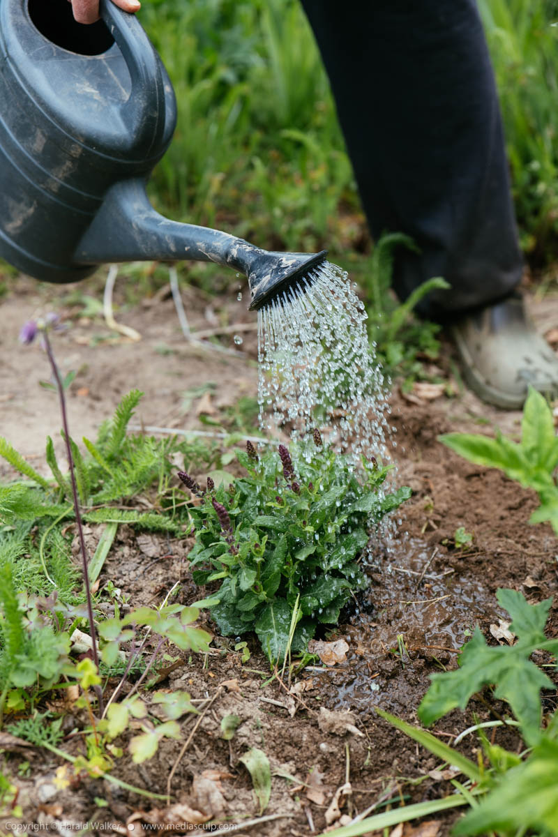 Stock photo of Watering Salvia × superba
