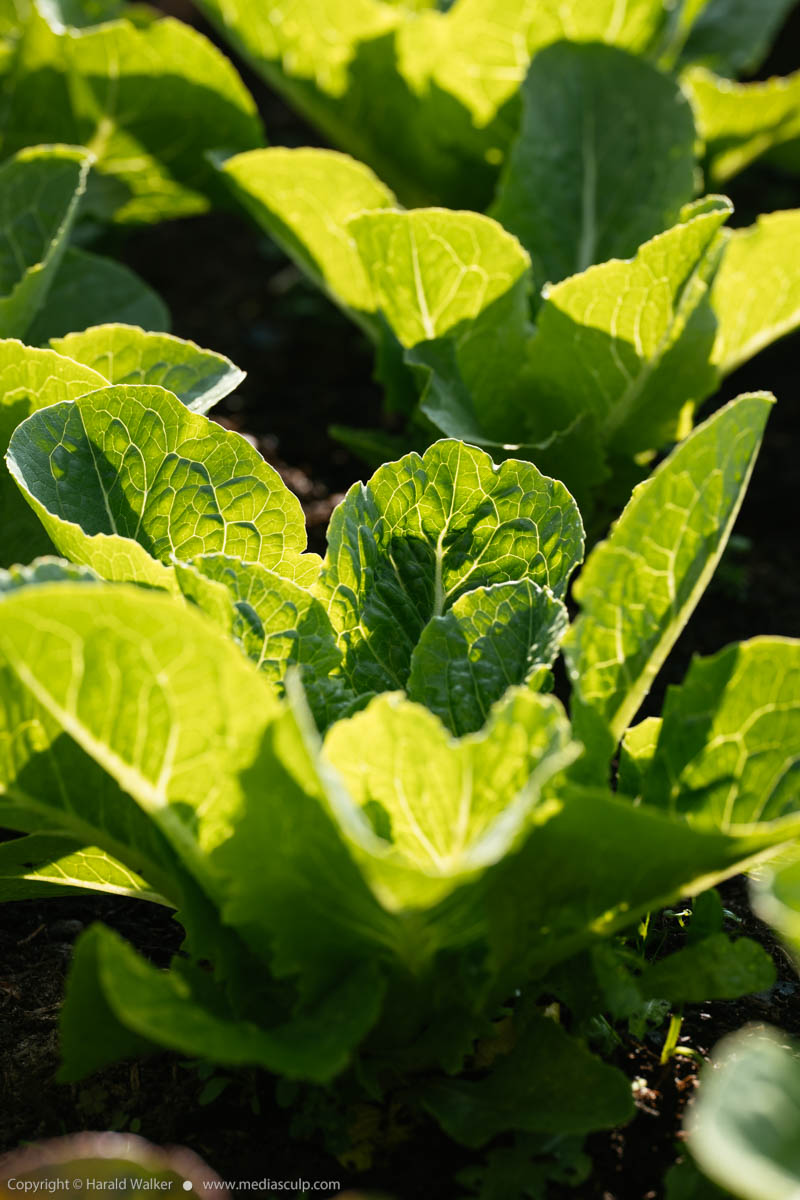 Stock photo of Lobjoits Green cos lettuce