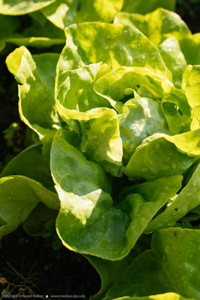 Stock photo of Winter butterhead lettuce “Humil”