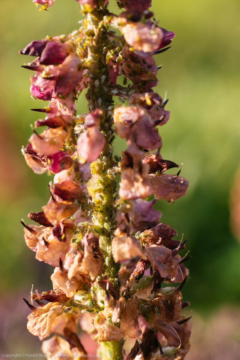 Stock photo of Aphids on lupine