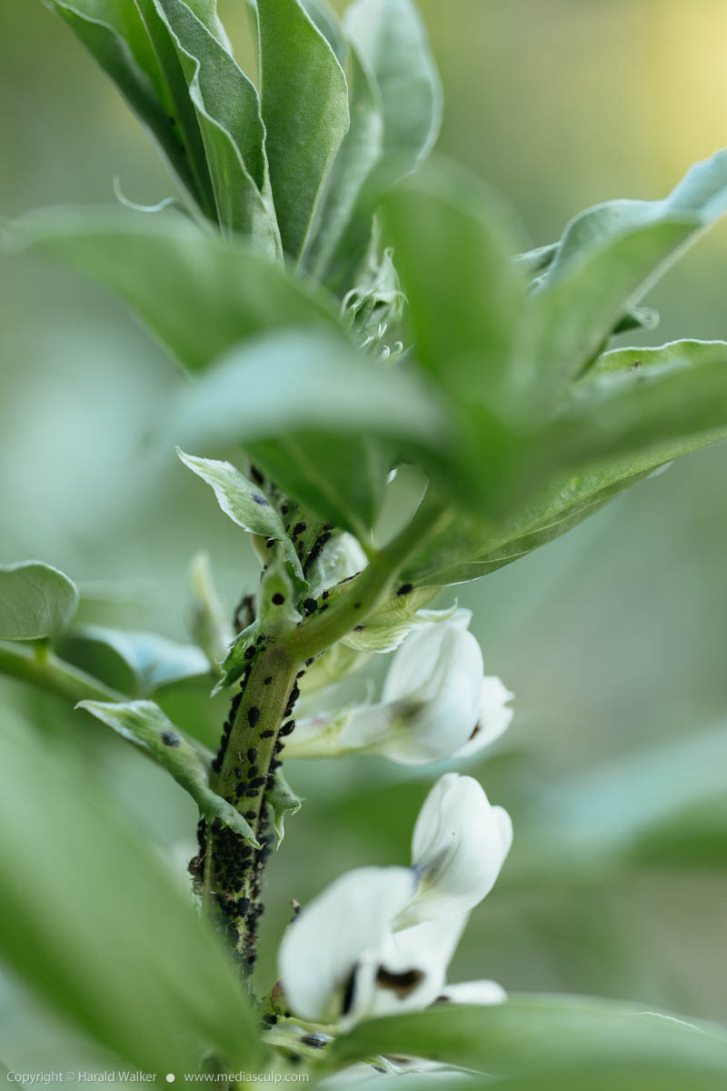 Stock photo of Broad bean with aphids