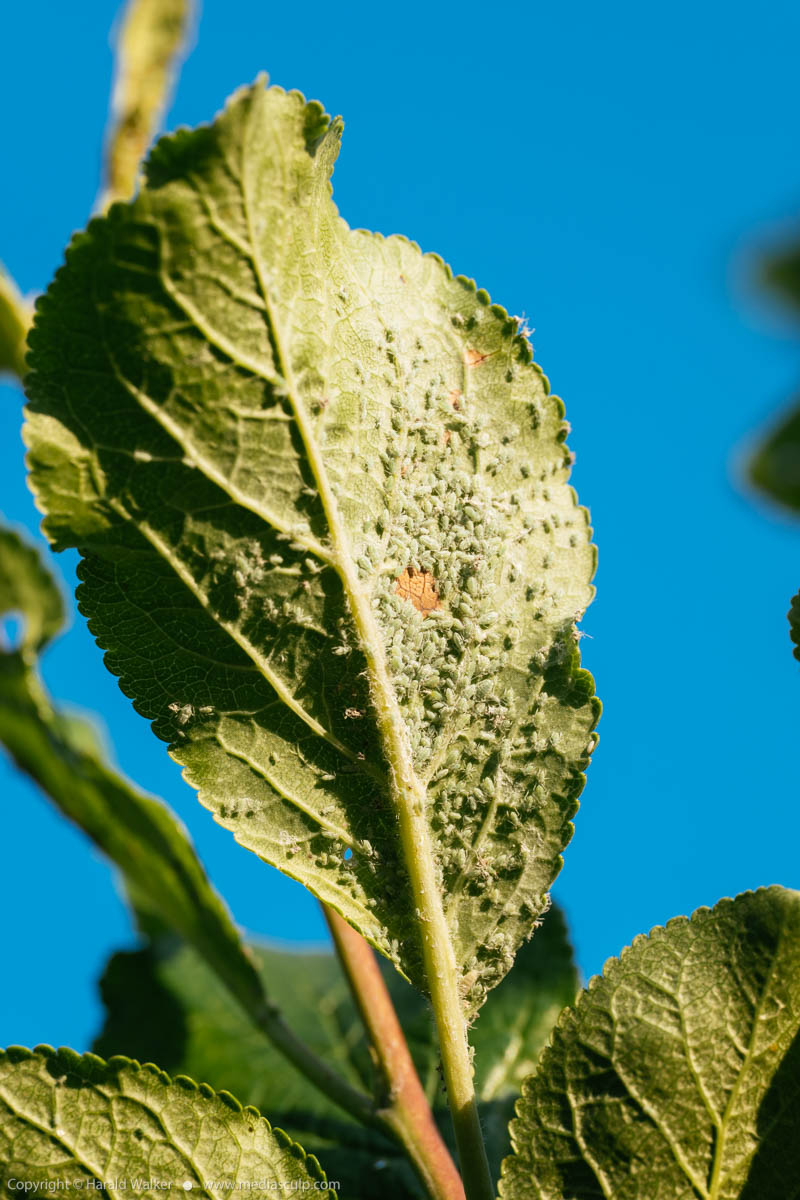 Stock photo of Leaf covered in aphids