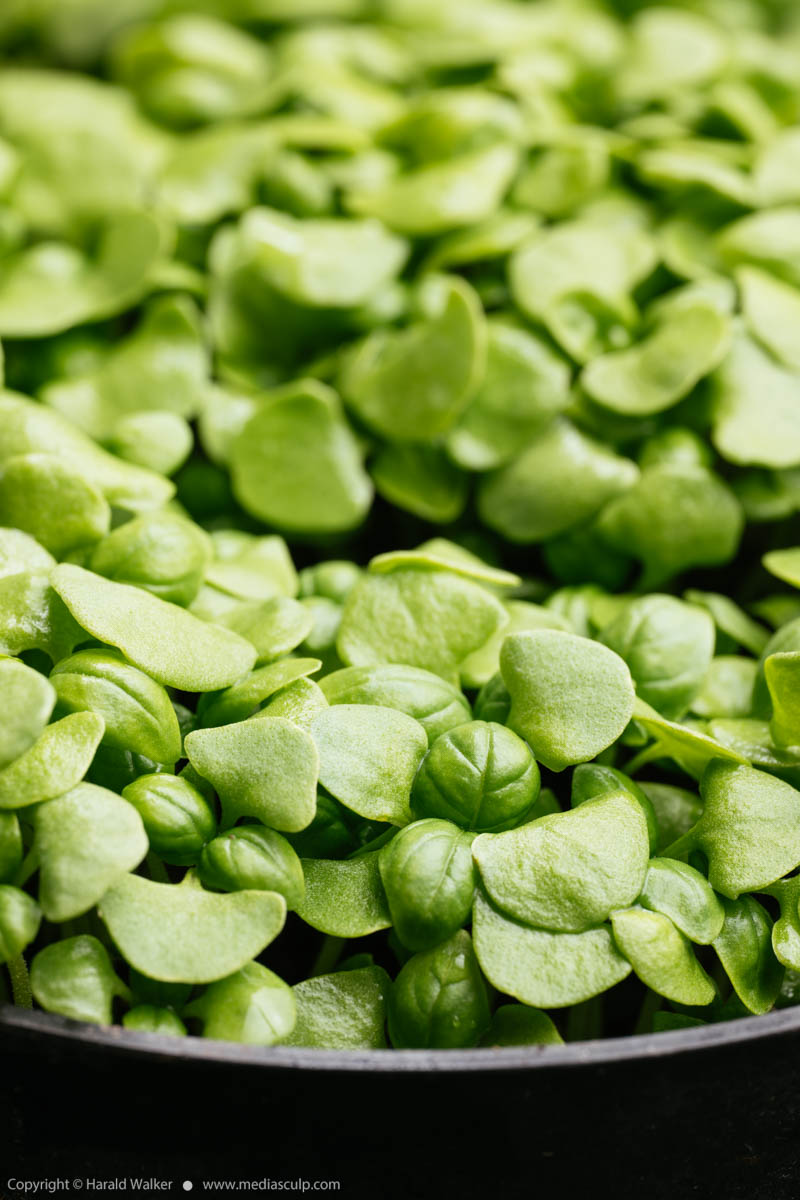 Stock photo of Sweet basil seedlings