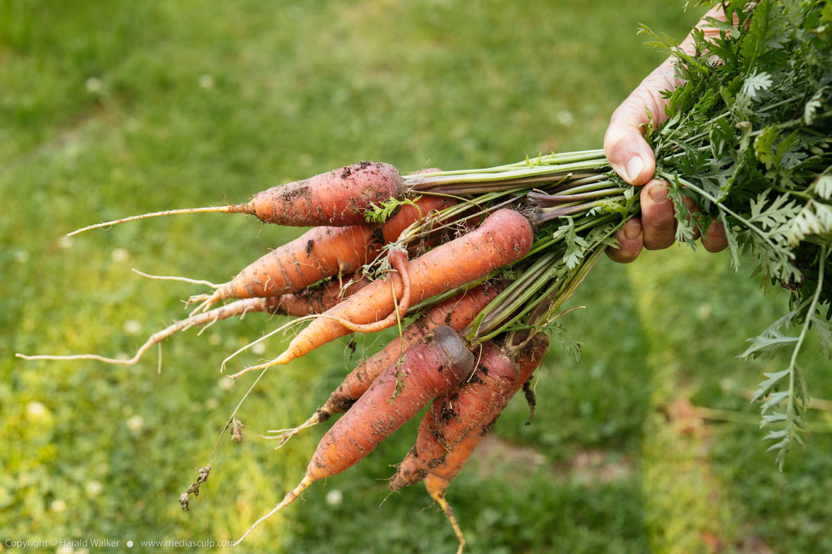 Stock photo of Fresh bundle of carrots
