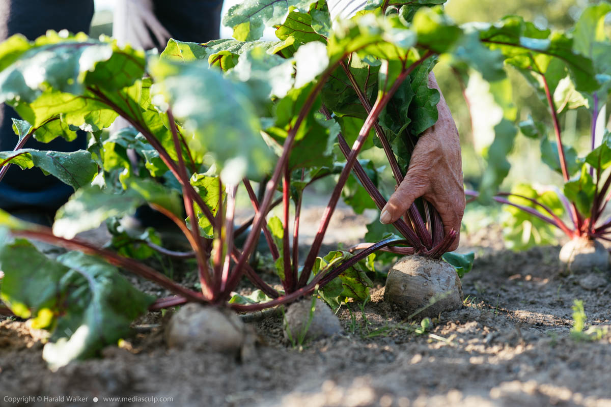 Stock photo of Harvesting beetroots