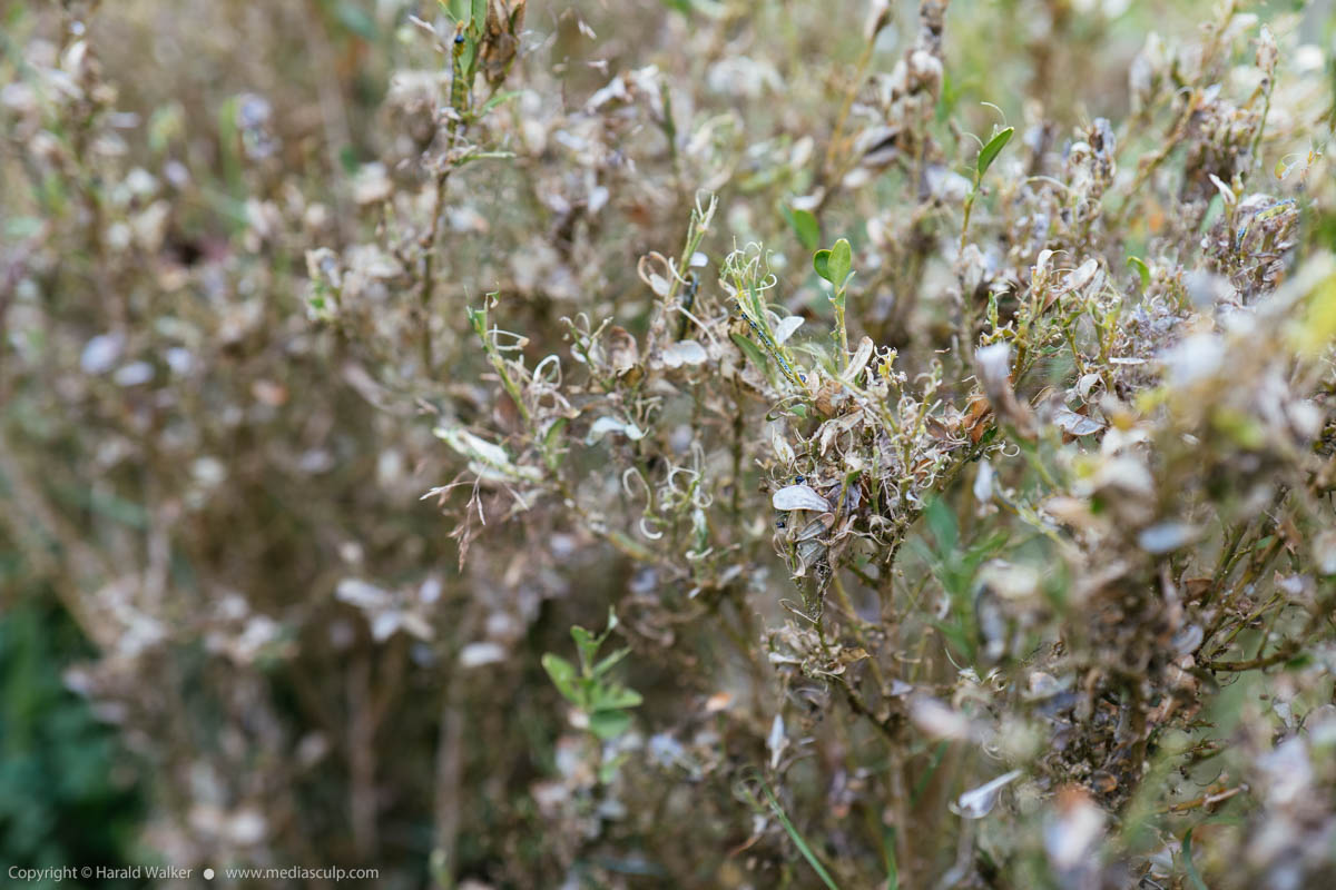 Stock photo of Box tree moth damage