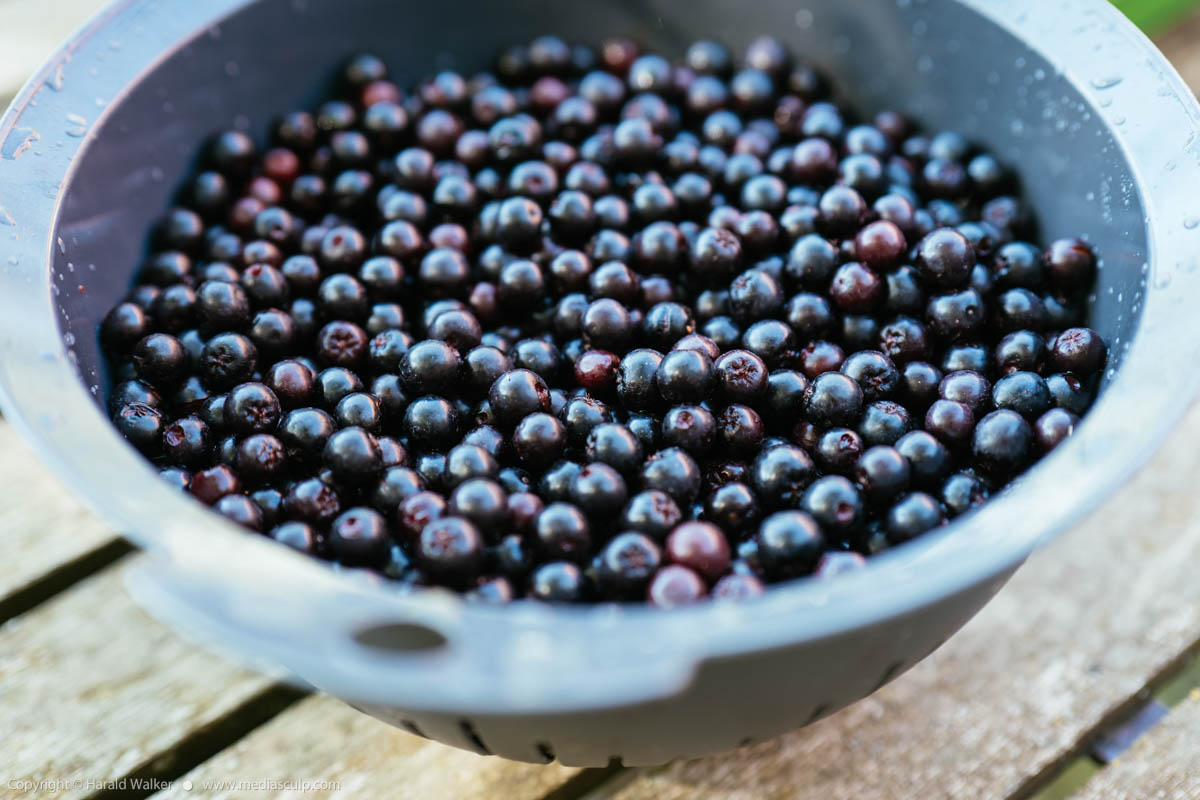 Stock photo of Aronia berries
