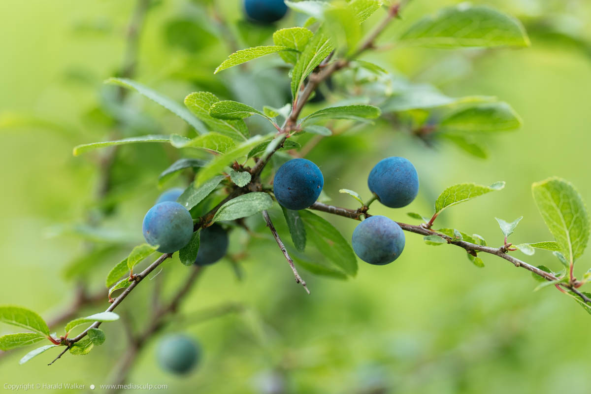 Stock photo of Blackthorn berries