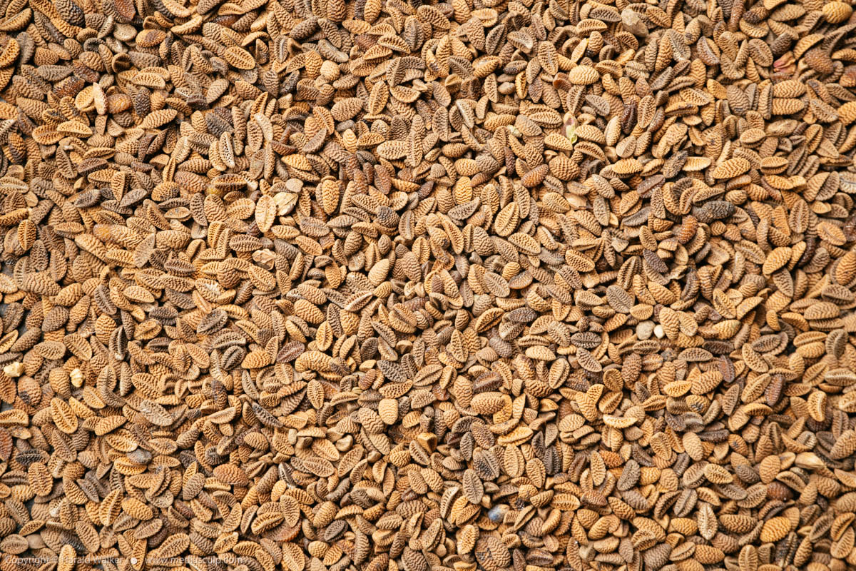 Stock photo of Phacelia seeds