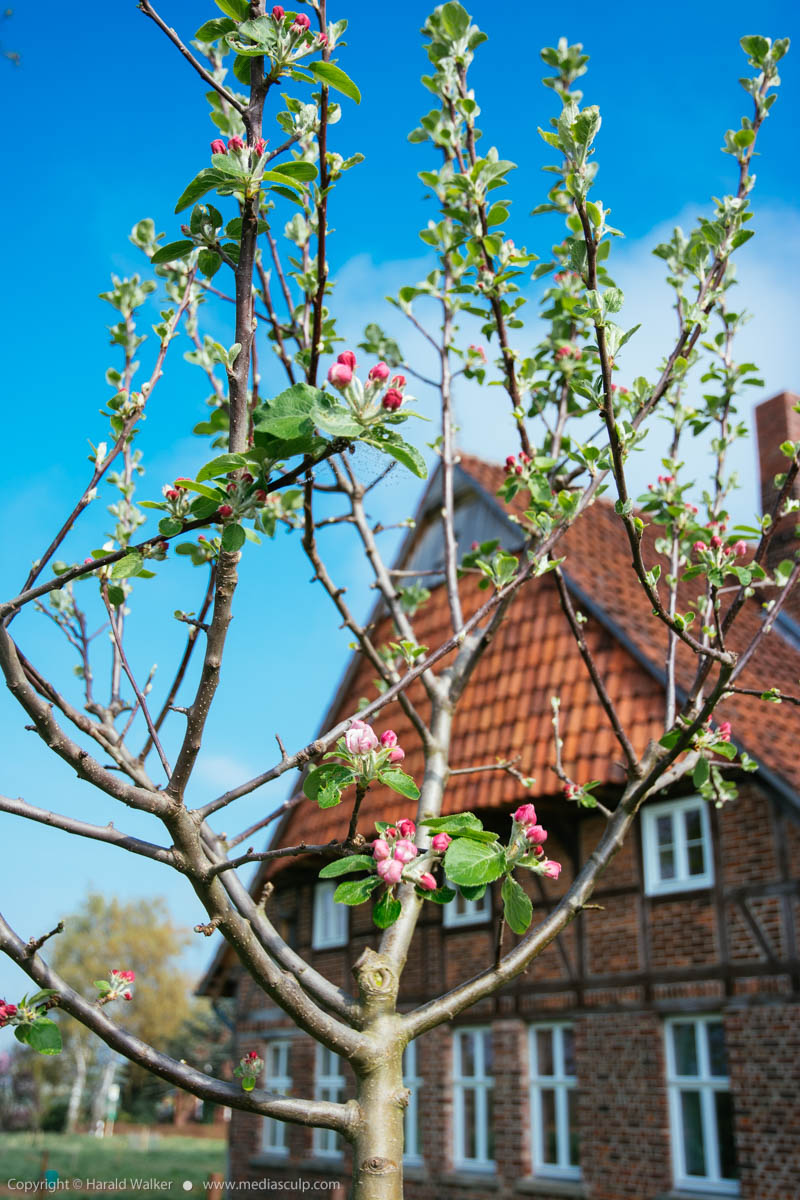 Stock photo of Young apple tree with buds in April