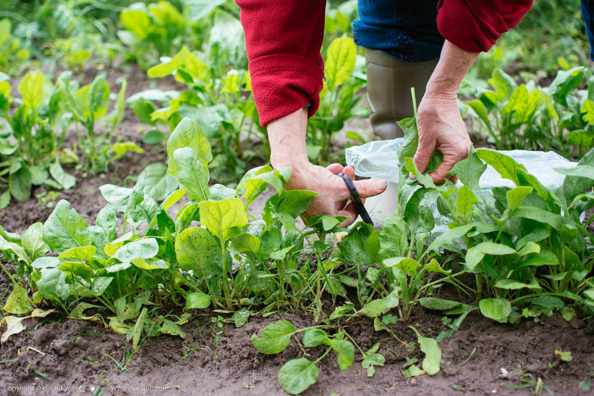 Stock photo of Woman harvesting spinach leaves in vegetable garden