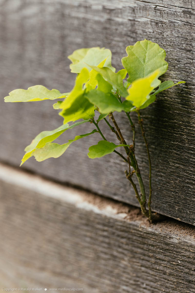 Stock photo of Oak seedling in crack