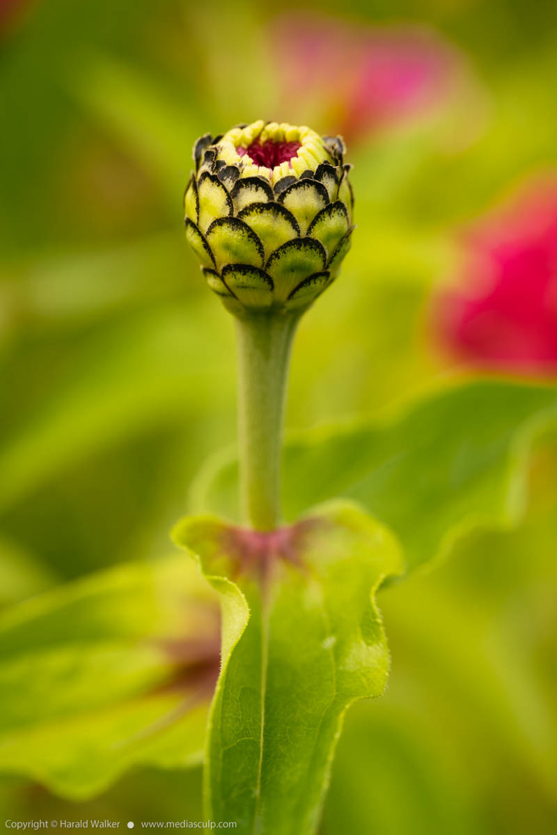 Stock photo of Zinnia flower bud