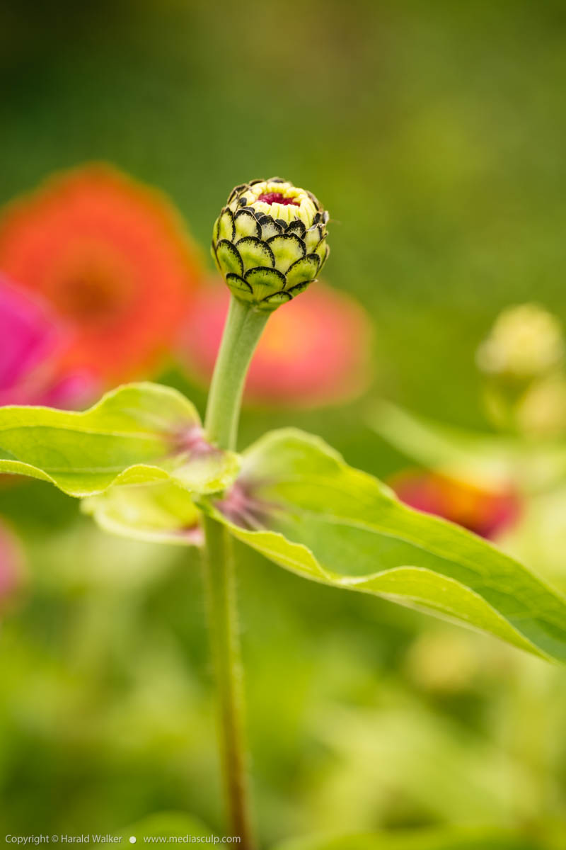 Stock photo of Zinnia flower bud