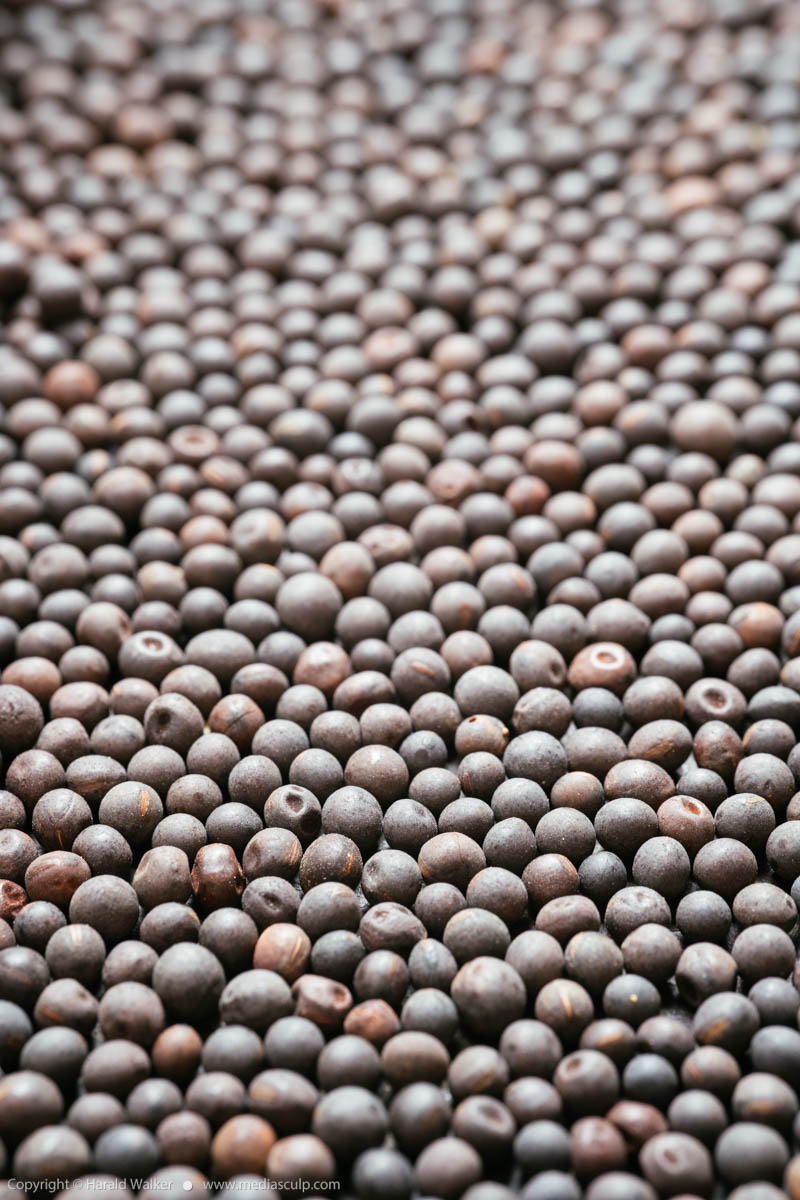 Stock photo of Winter vetch seeds