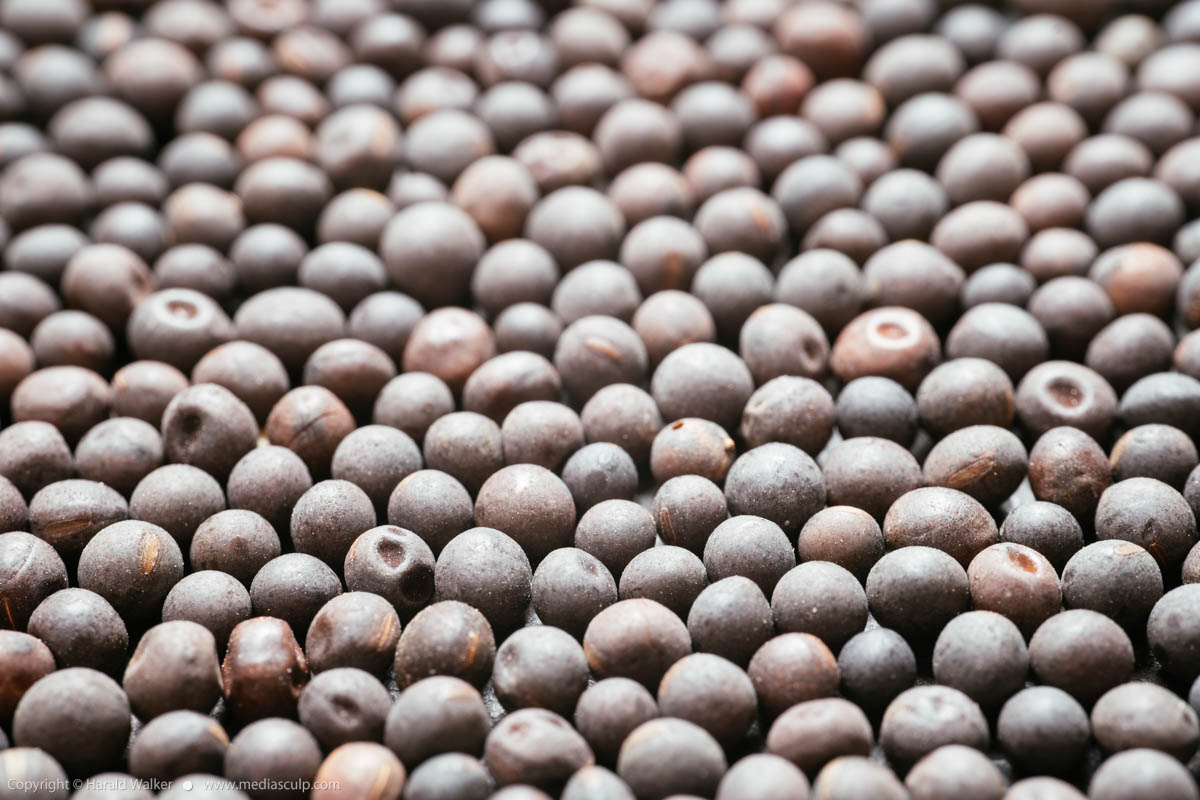 Stock photo of Winter vetch seeds