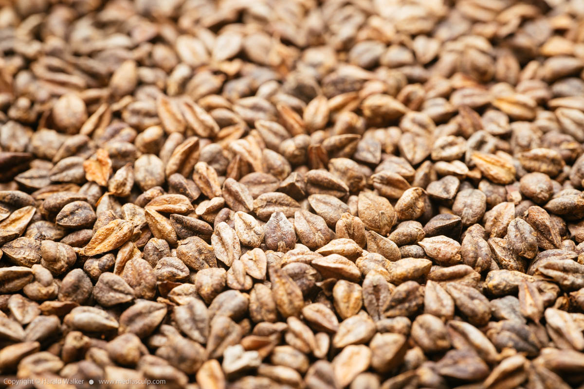 Stock photo of Buckwheat seeds