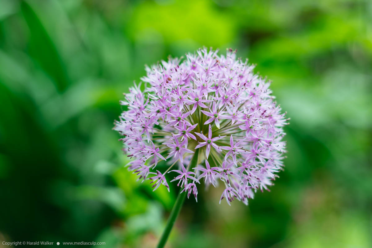 Stock photo of Big ball onion