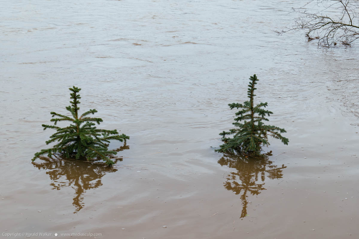 Stock photo of Flooded Christmas trees