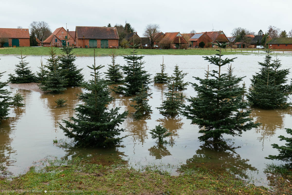 Stock photo of Flooded Christmas trees