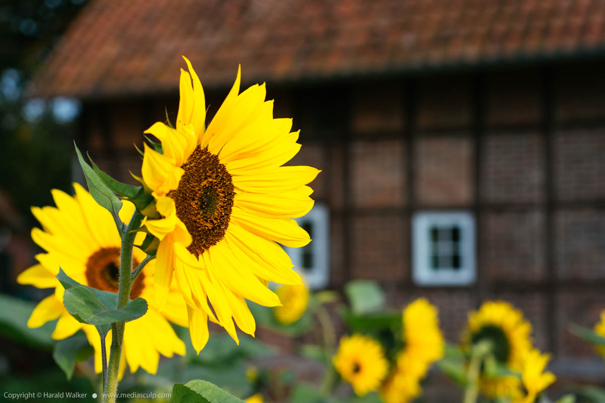 Stock photo of Sunflowers with farm