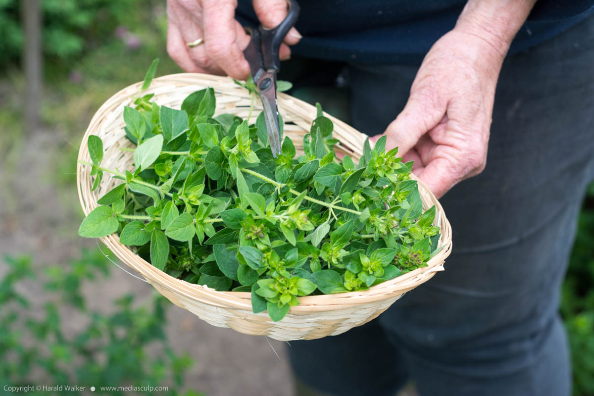 Stock photo of Fresh oregano